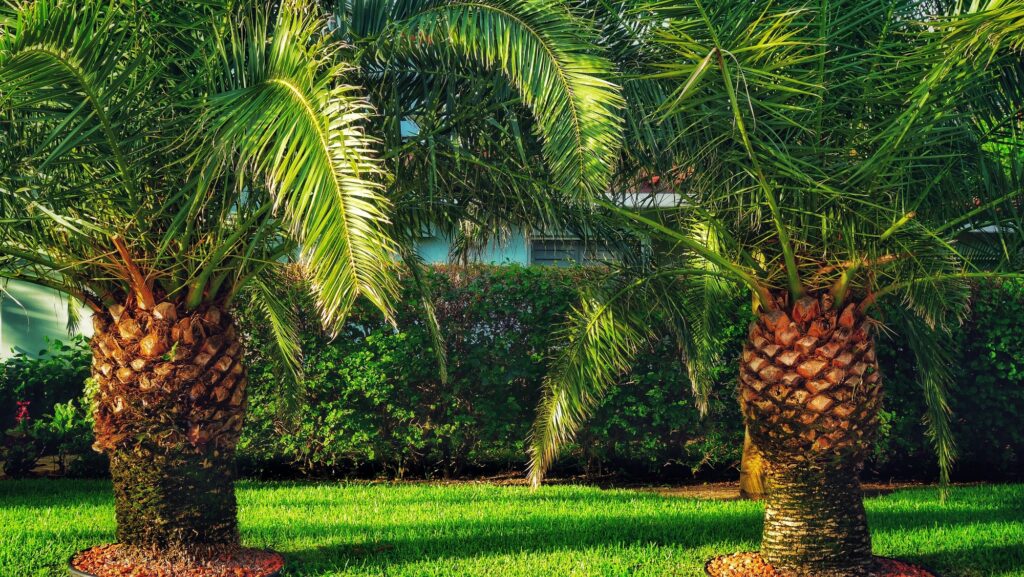 Miniature Date Palms Decorating A Florida Lawn