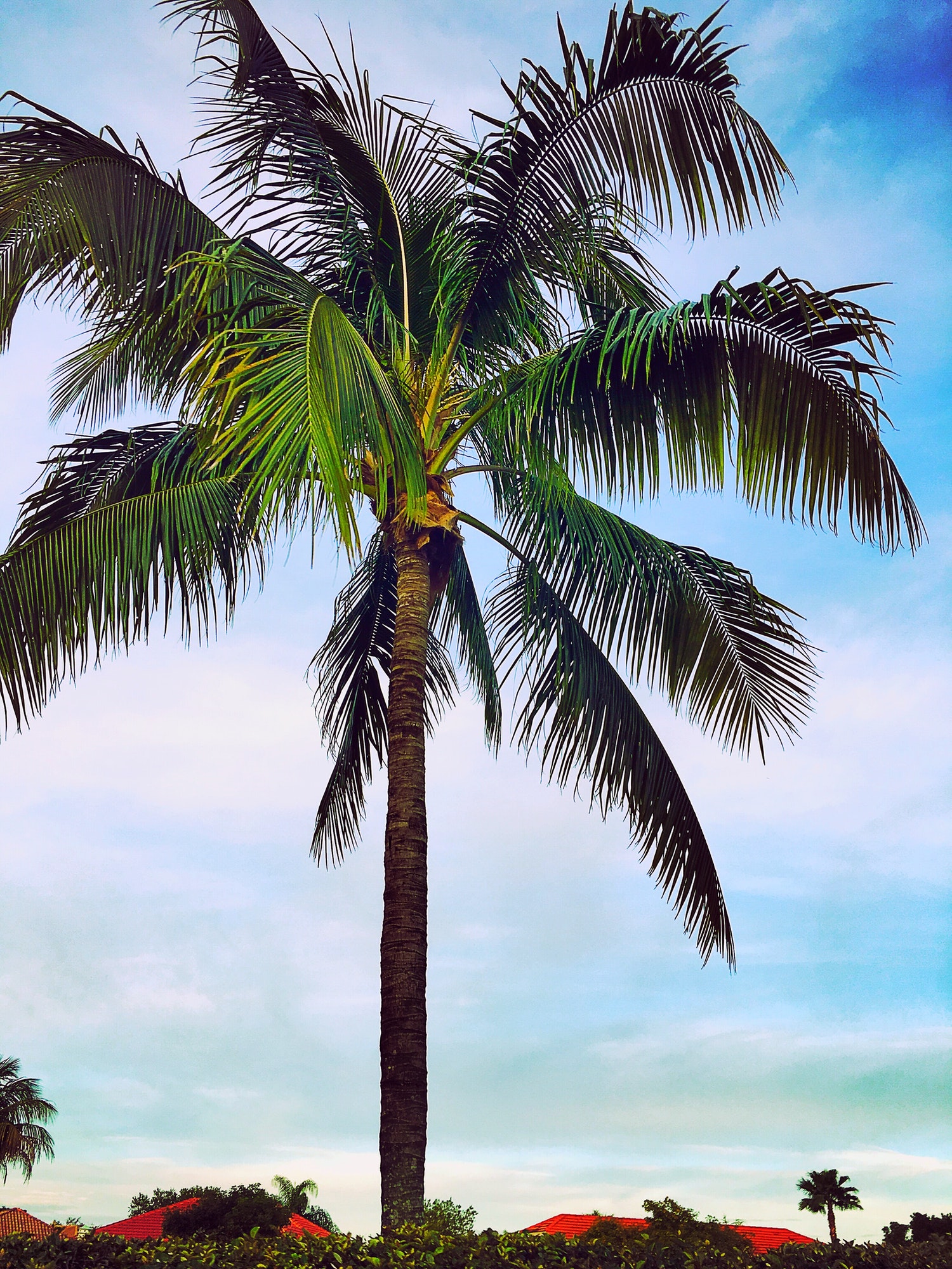 Florida Palm Tree