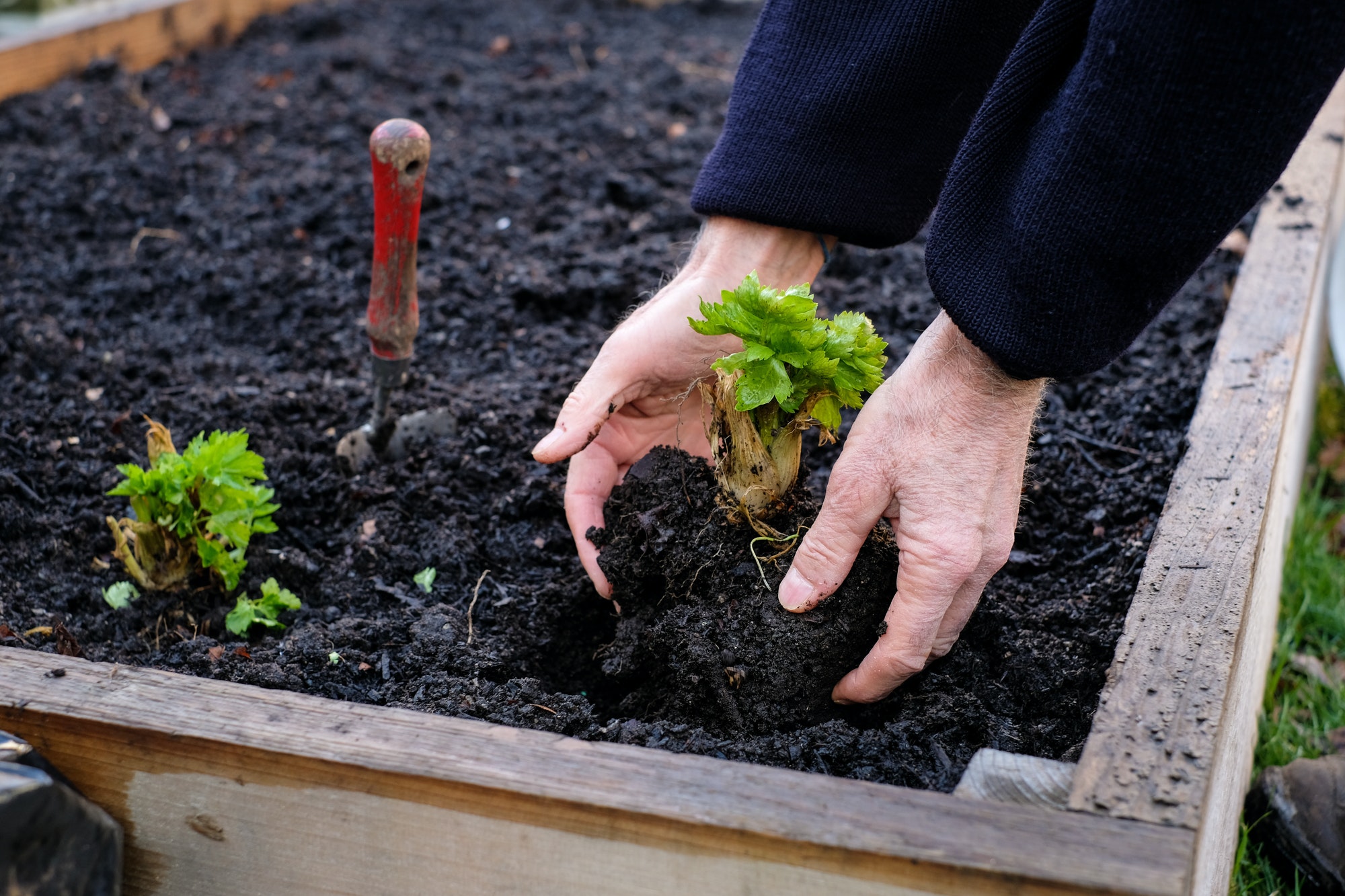 Man planting a vegetable plant in his garden bed